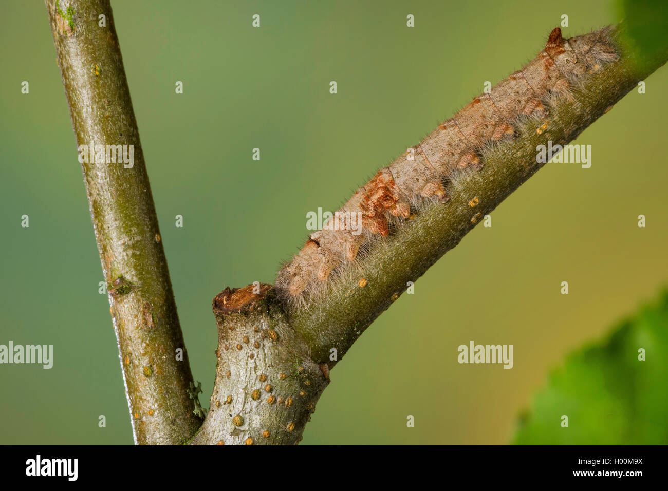 Lappet (Gastropacha quercifolia, Phalaena quercifolia), Caterpillar, Deutschland Stockfoto