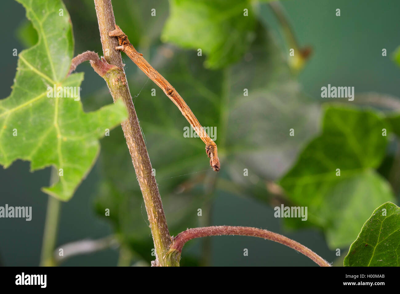 Swallow-tailed Moth (Ourapteryx sambucaria), Caterpillar Feeds auf Efeu, Filiale Mimesis, Deutschland Stockfoto