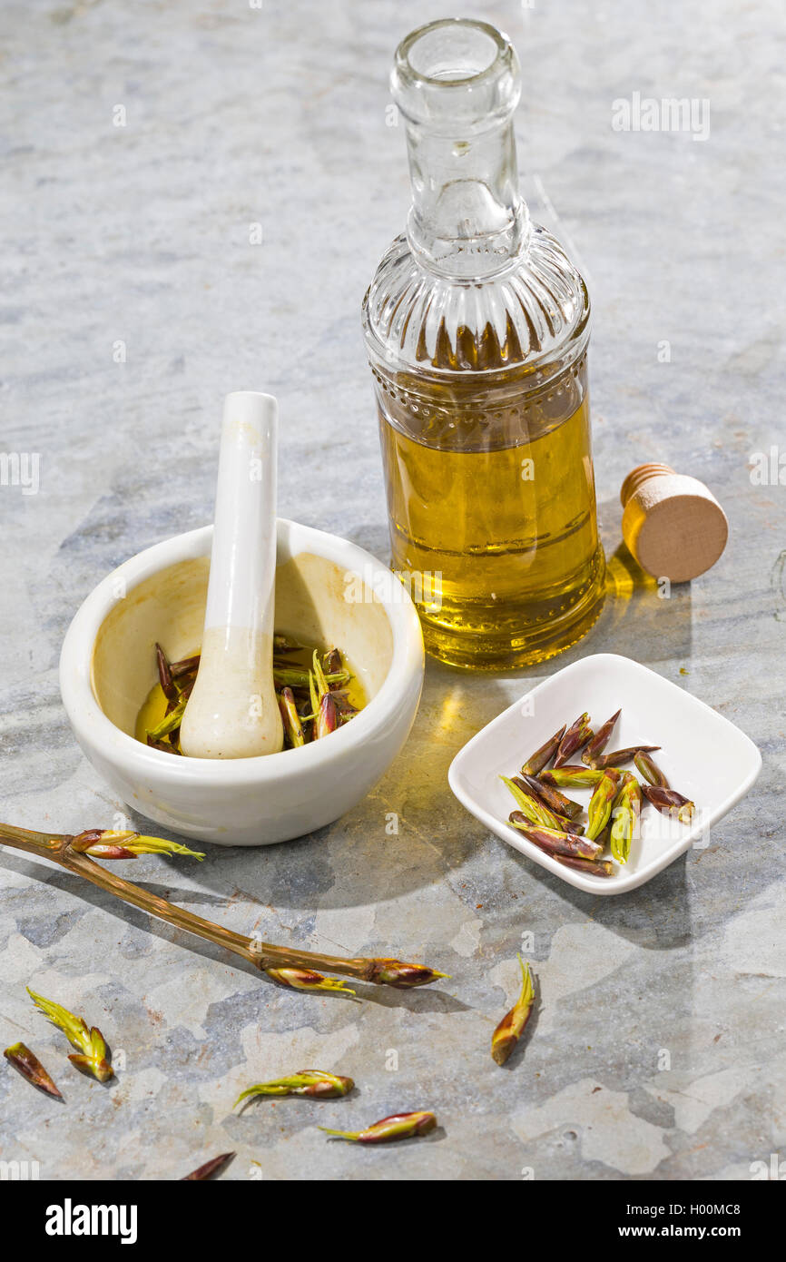 Balsam Pappel (Populus spec.), von Knospen in Olivenöl extrahieren, Deutschland Stockfoto