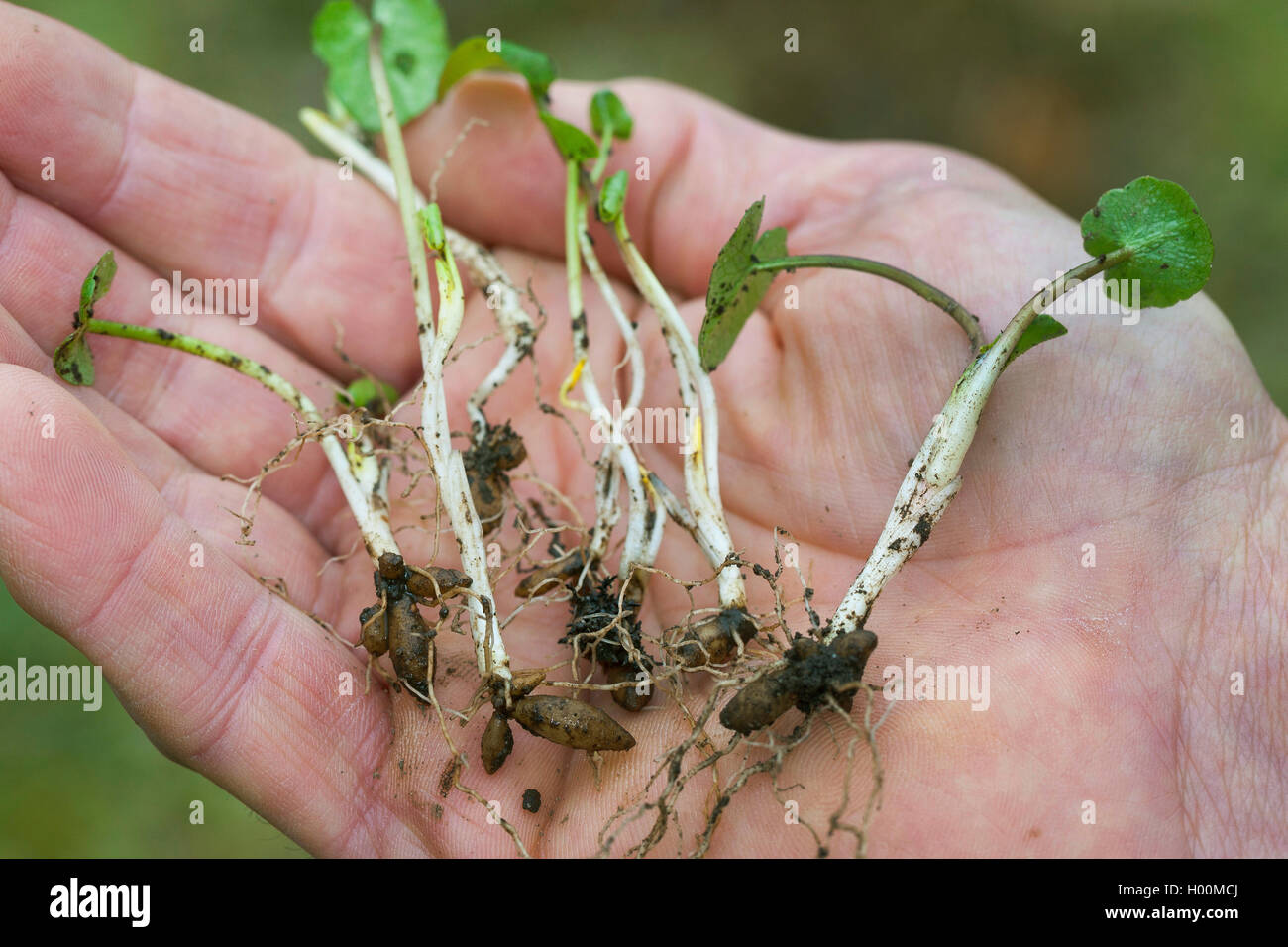 Scharbockskraut, Bild-root-butter-Cup (Ranunculus ficaria, Ficaria verna), Glühbirnen, Deutschland Stockfoto