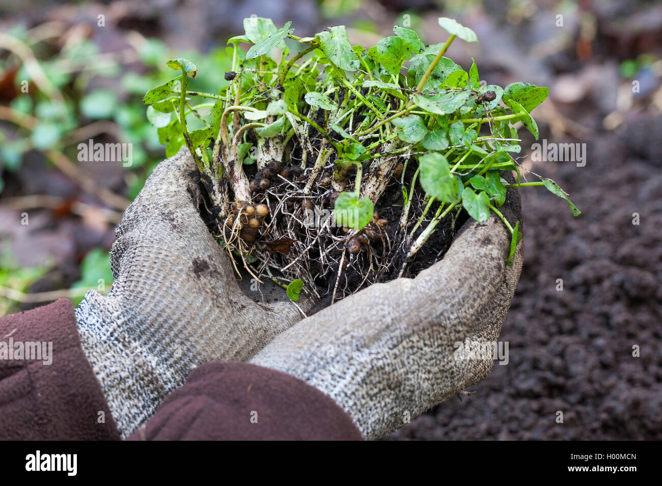 Scharbockskraut, Bild-root-butter-Cup (Ranunculus ficaria, Ficaria verna), Glühbirnen, Deutschland Stockfoto