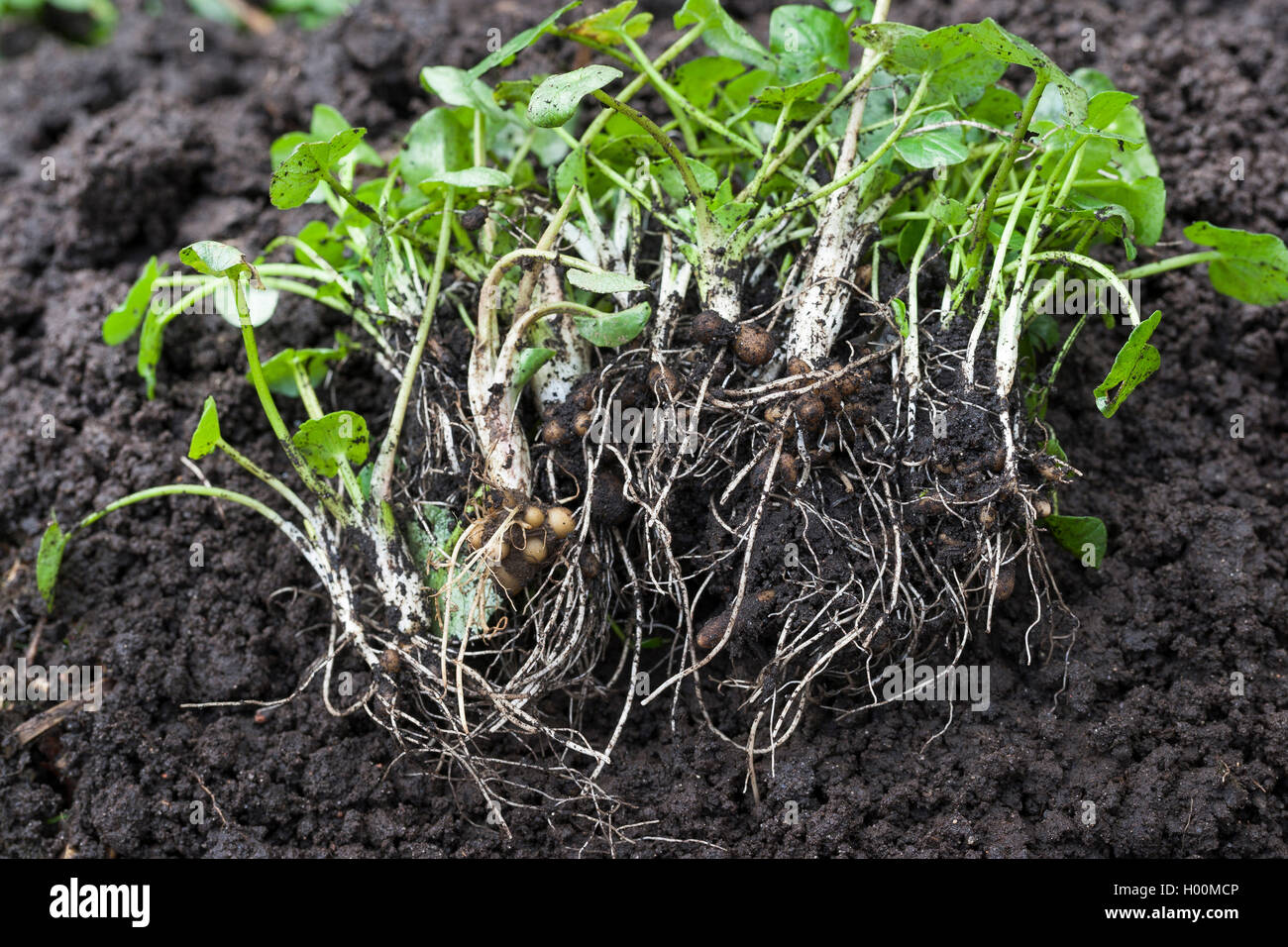 Scharbockskraut, Bild-root-butter-Cup (Ranunculus ficaria, Ficaria verna), Glühbirnen, Deutschland Stockfoto
