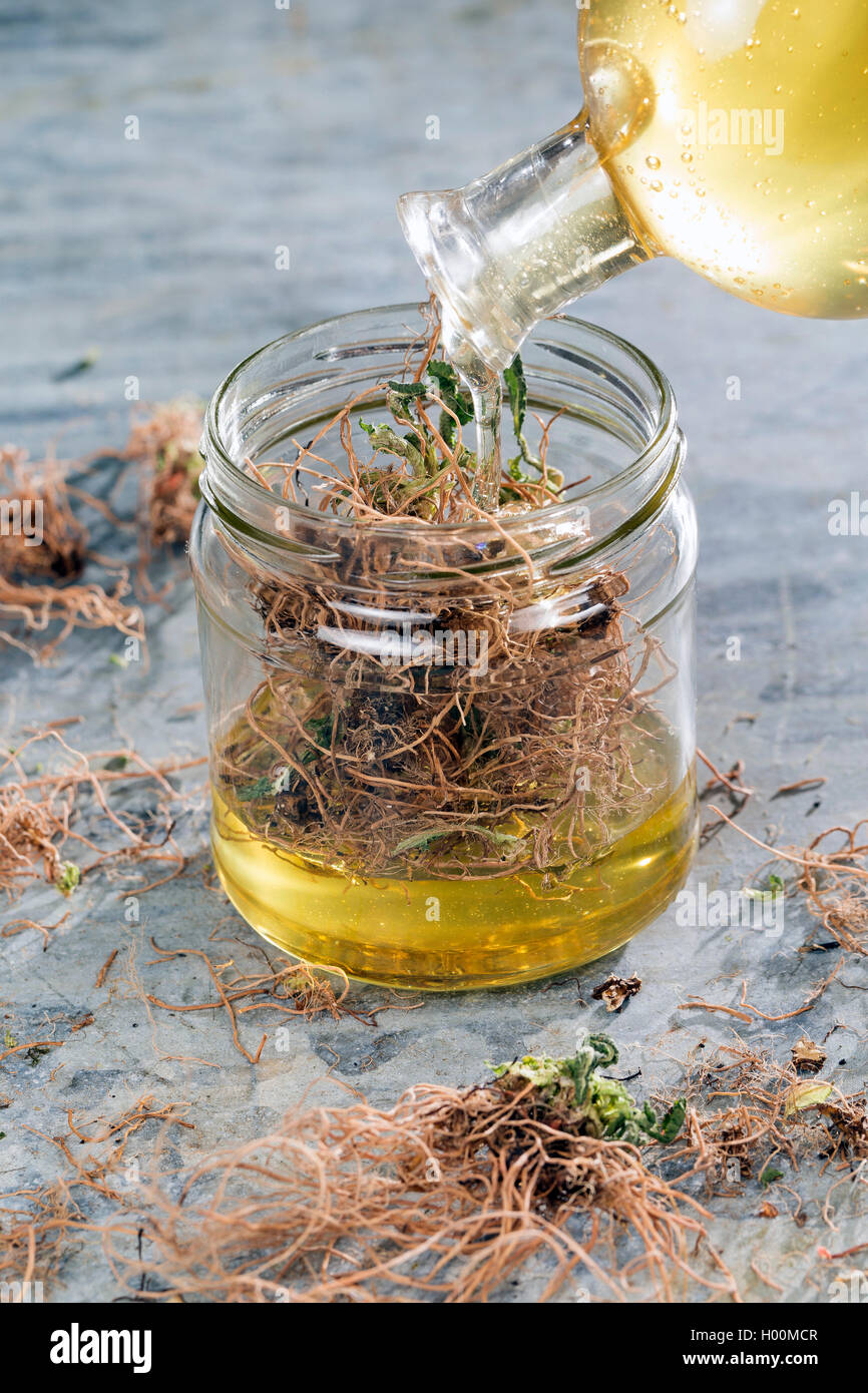 Wahre oxlip (Primula elatiorbegonie Erdbeere), Honig mit oxlip Wurzeln, Deutschland Stockfoto