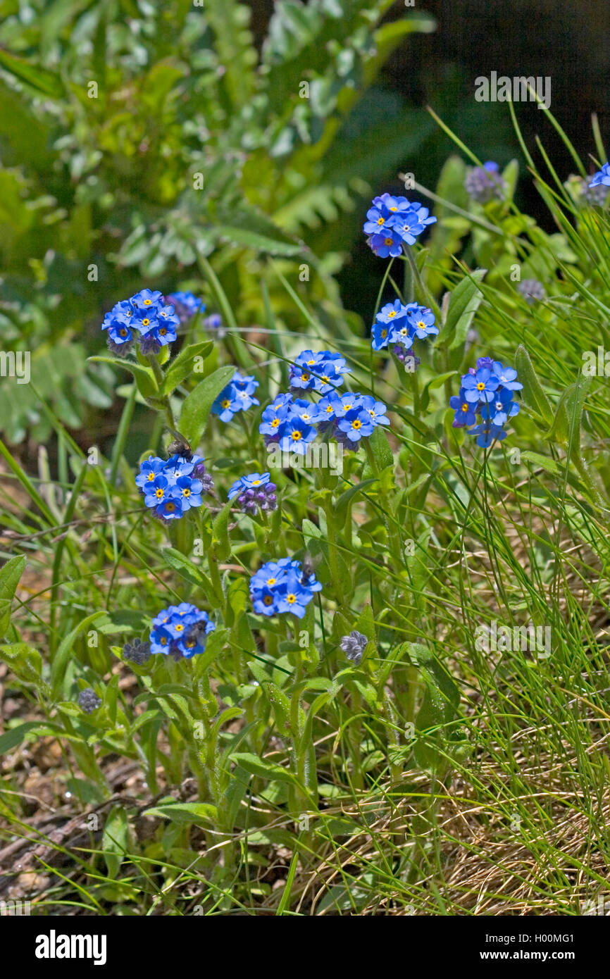 Alpen-Vergissmeinnicht (Myosotis Alpestris), blühen, Deutschland Stockfoto