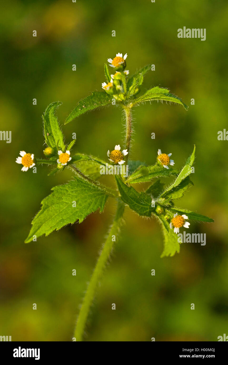 Shaggy Soldat, behaarte galinsoga (Galinsoga ciliata, Galinsoga quadriradiata), blühende, Deutschland Stockfoto