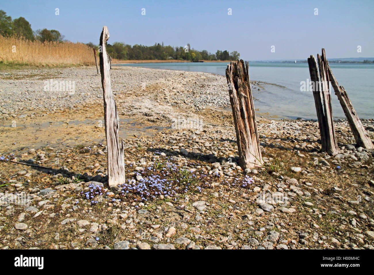 Bodensee Vergißmeinnicht (Myosotis rehsteineri, Myosotis scorpioides Subsp caespitosa, Myosotis caespitosa var. grandiflora), blühen am Bodensee, Deutschland Stockfoto