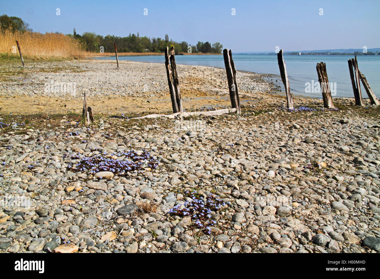Bodensee Vergißmeinnicht (Myosotis rehsteineri, Myosotis scorpioides Subsp caespitosa, Myosotis caespitosa var. grandiflora), blühen am Bodensee, Deutschland Stockfoto