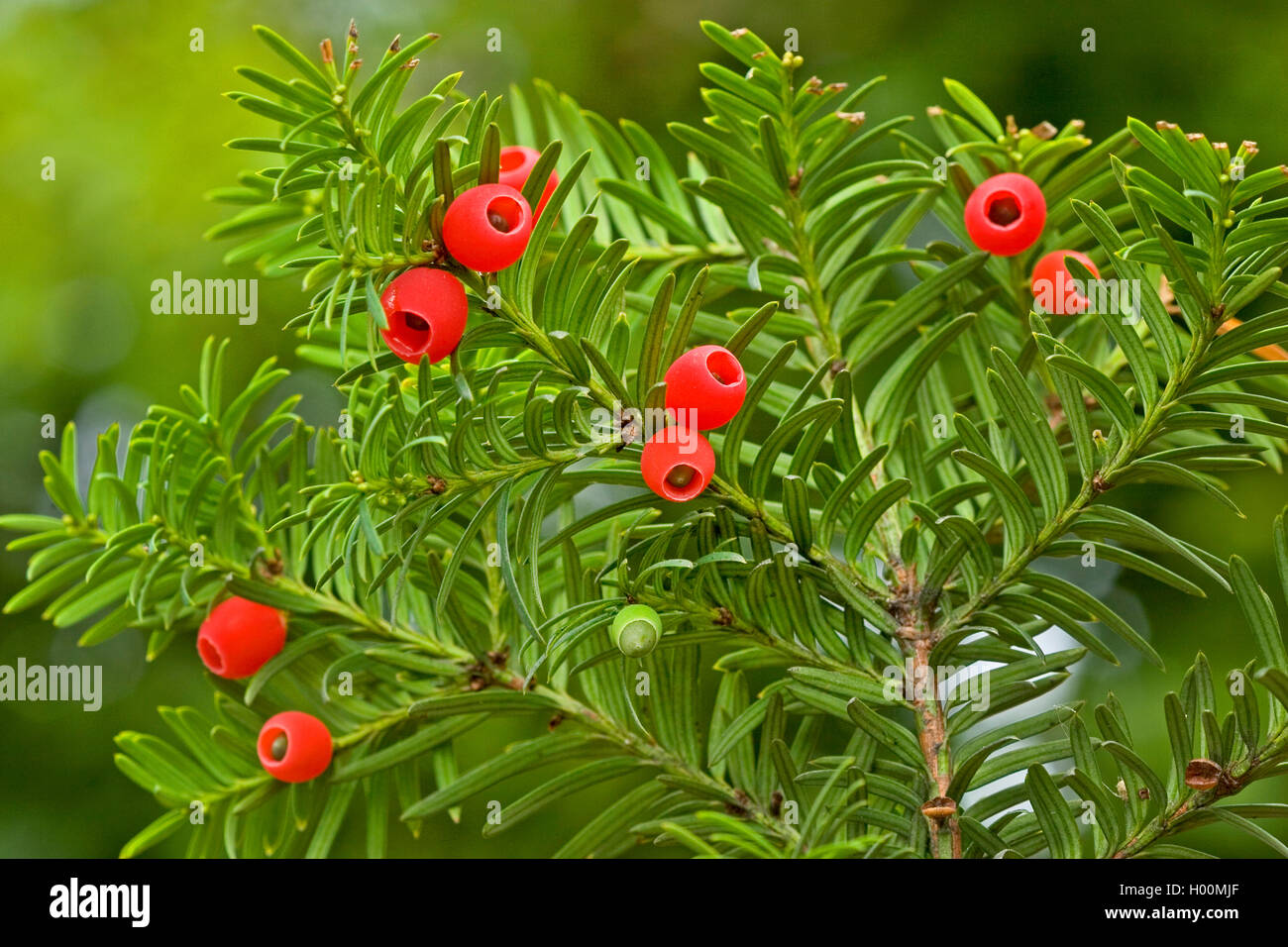 Eiben, englische Eibe, Europische Eibe (Taxus Baccata), Zweig mit reifen  Samen, Deutschland Stockfotografie - Alamy
