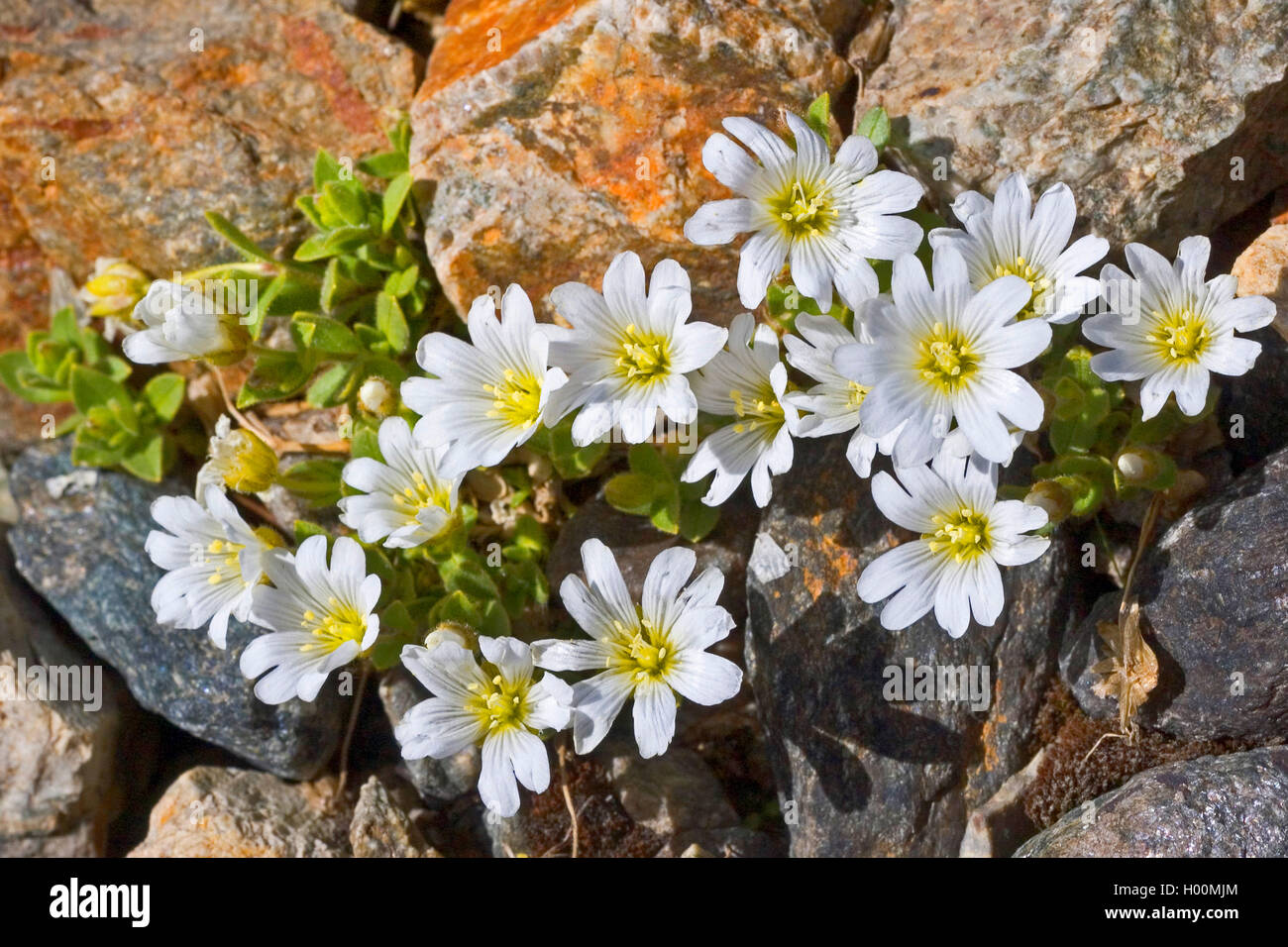 Single - Blume Vogelmiere (Cerastium uniflorum), blühende, Deutschland Stockfoto