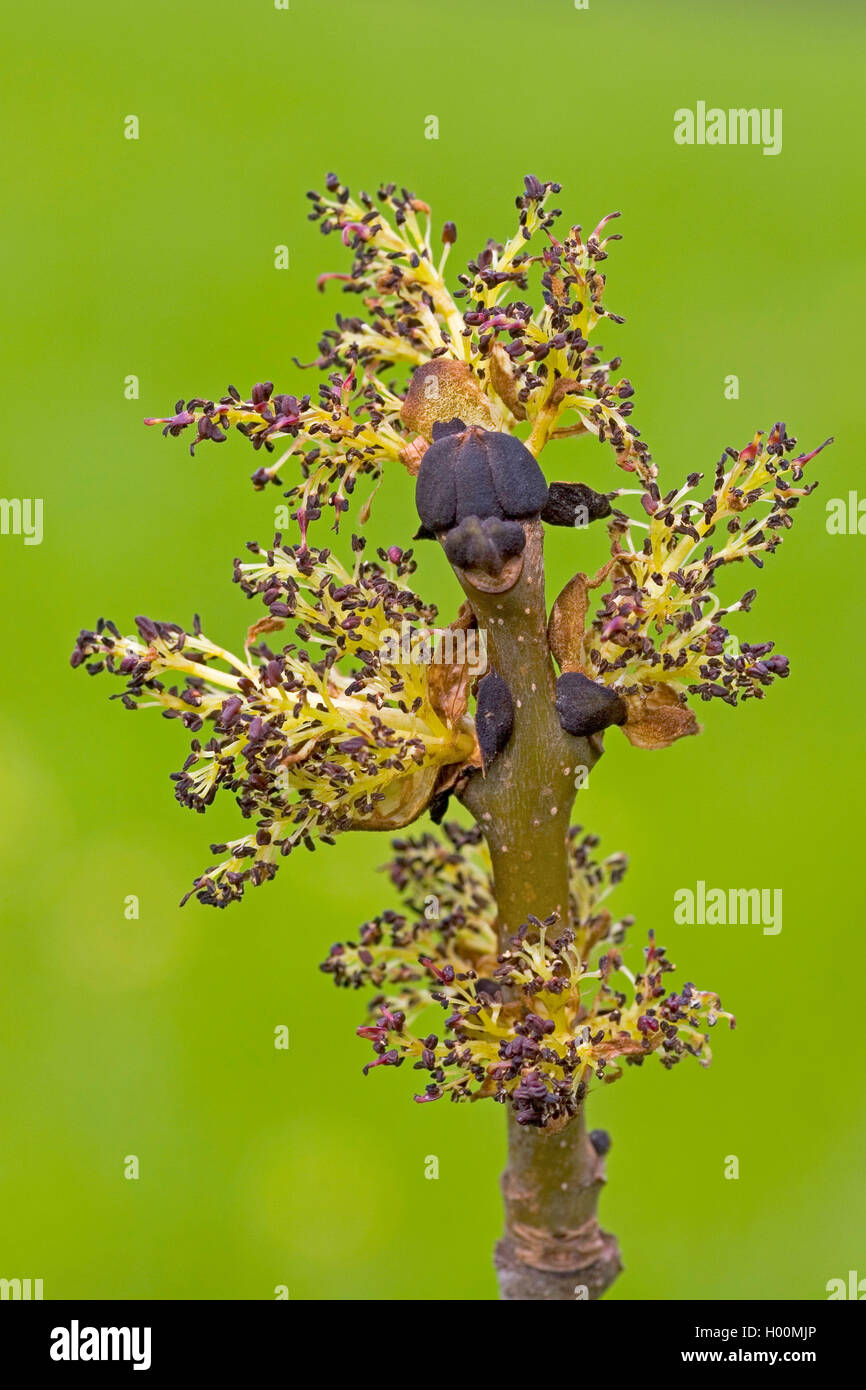 Gemeinsame Europäische Esche Esche (Fraxinus excelsior), Knospen und männlichen Gebläse, Deutschland Stockfoto