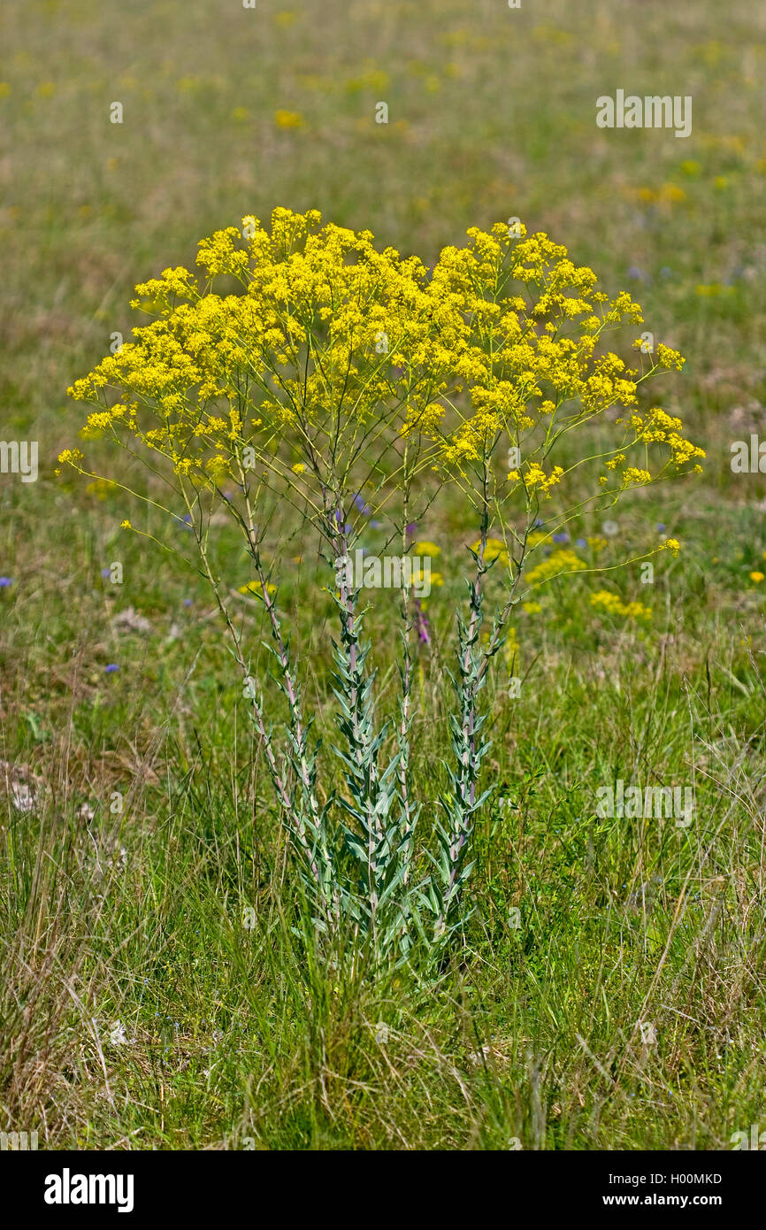 des Trockners Färberwaid (Isatis Tinctoria), blühen, Deutschland Stockfoto