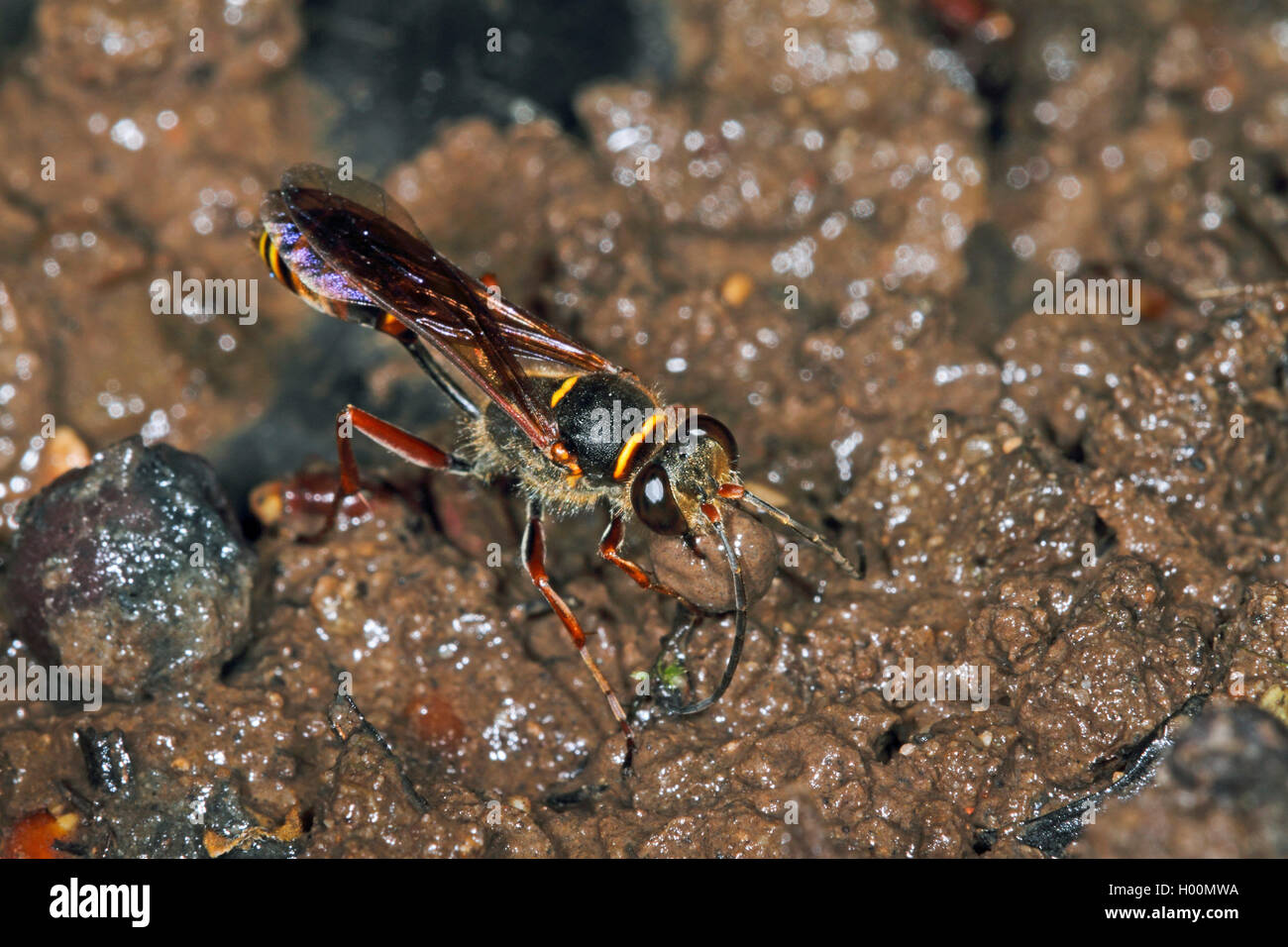 Schlamm Dauber, Schlamm, Digger wasp Wasp (Sceliphron curvatum, Pelopoeus curvatus), sammelt Lehm für den Bau der Nest, Deutschland Stockfoto