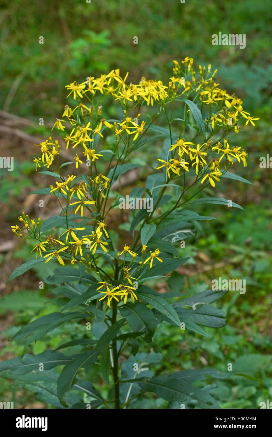 Holz ragwort (Senecio ovatus, Dactylorhiza fuchsii, Senecio nemorensis ssp. Fuchsii), blühende, Deutschland Stockfoto