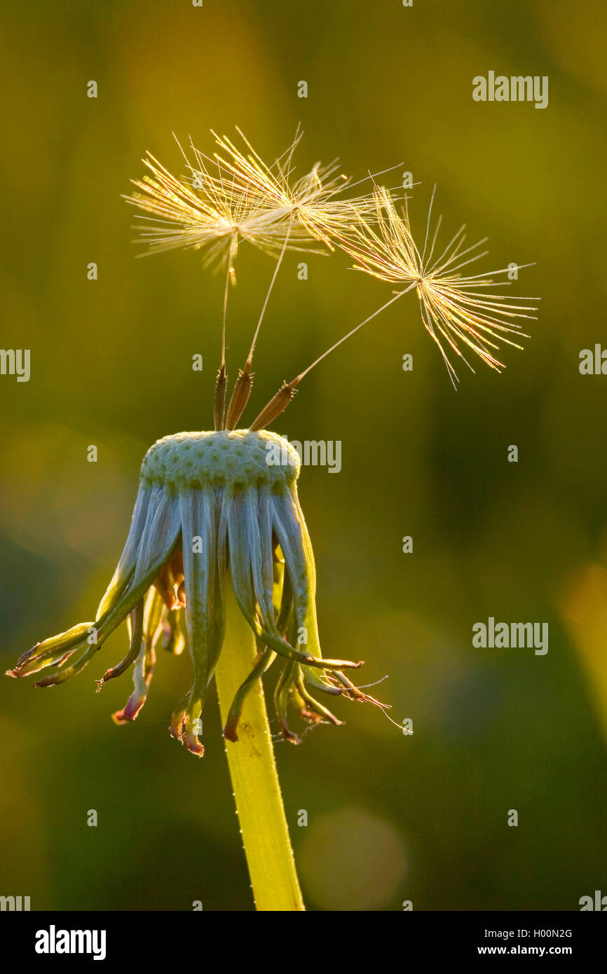 Gemeinsame Löwenzahn (Taraxacum officinale), letzte Früchte auf einem infructescence, Deutschland Stockfoto