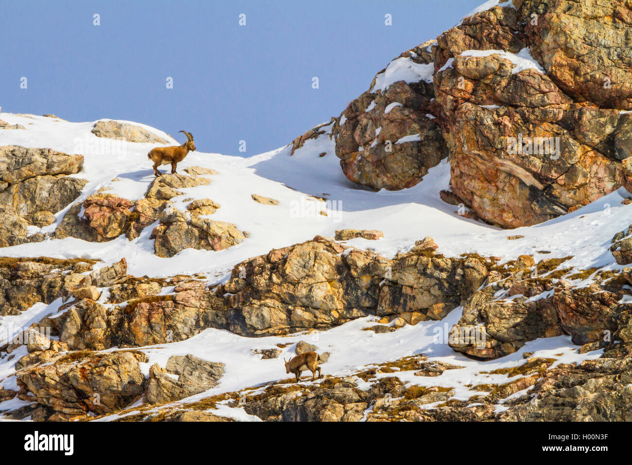 Alpensteinbock (Capra ibex, Capra ibex Ibex), stehend in die Berge auf einer schneebedeckten Rocky Ridge, Schweiz, Graubünden, Engadin Stockfoto