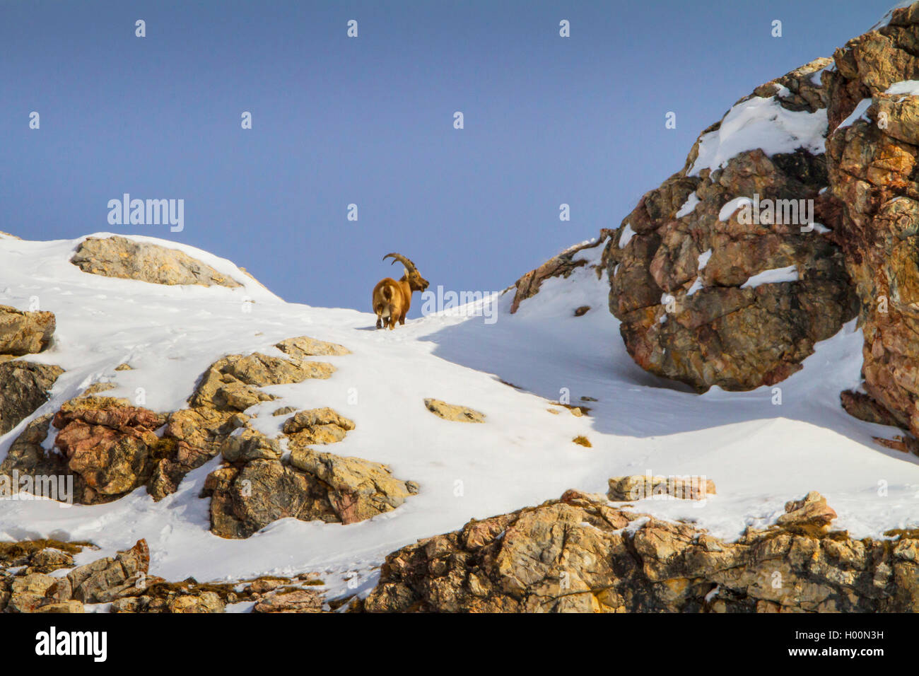 Alpensteinbock (Capra ibex, Capra ibex Ibex), stehend in die Berge auf einer schneebedeckten Rocky Ridge, Schweiz, Graubünden, Engadin Stockfoto