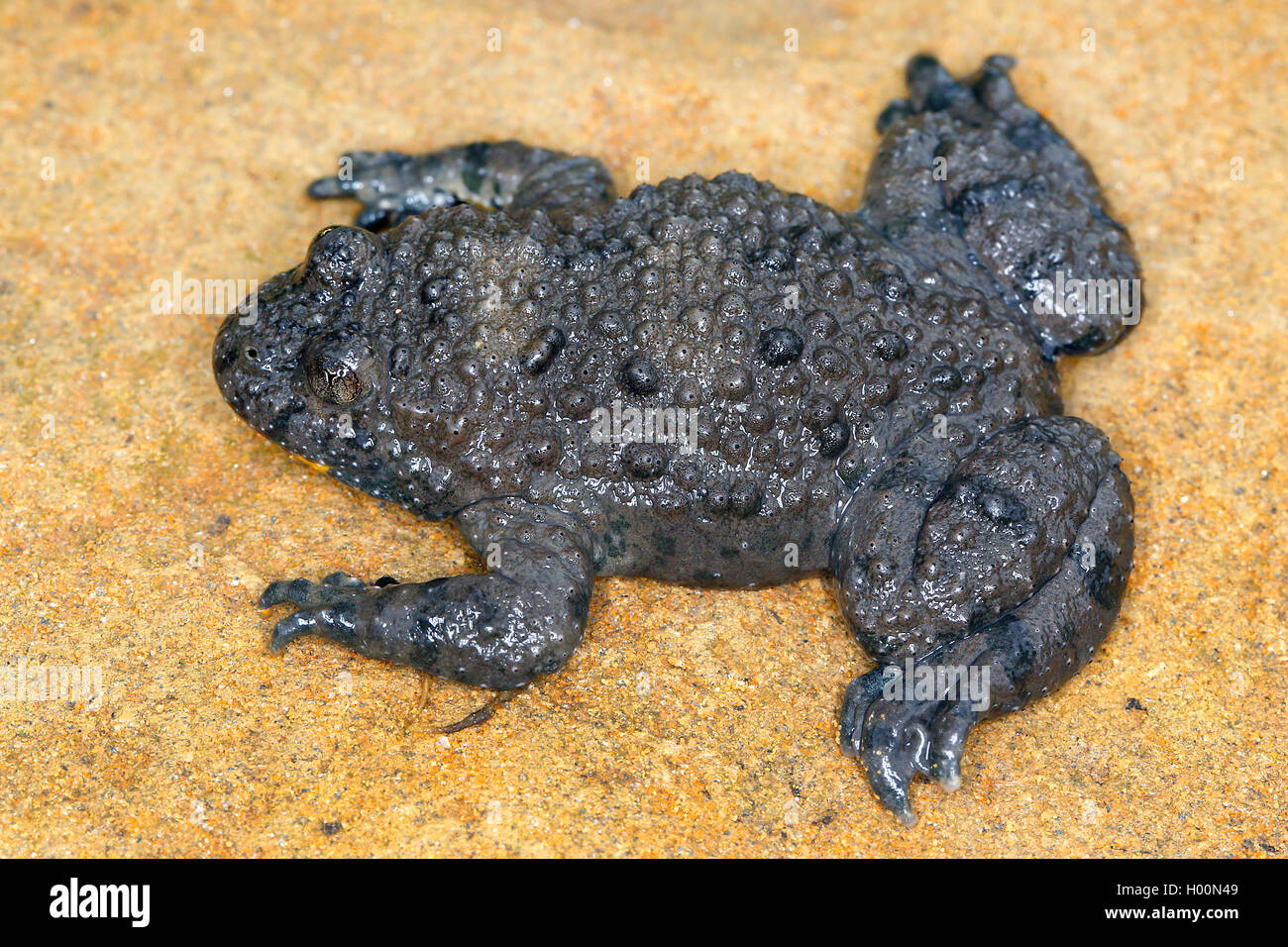 Gelbbauchunke, yellowbelly Kröte, bunte Feuer - kröte (Bombina variegata) in voller Länge Porträt, Ansicht von oben, Österreich Stockfoto