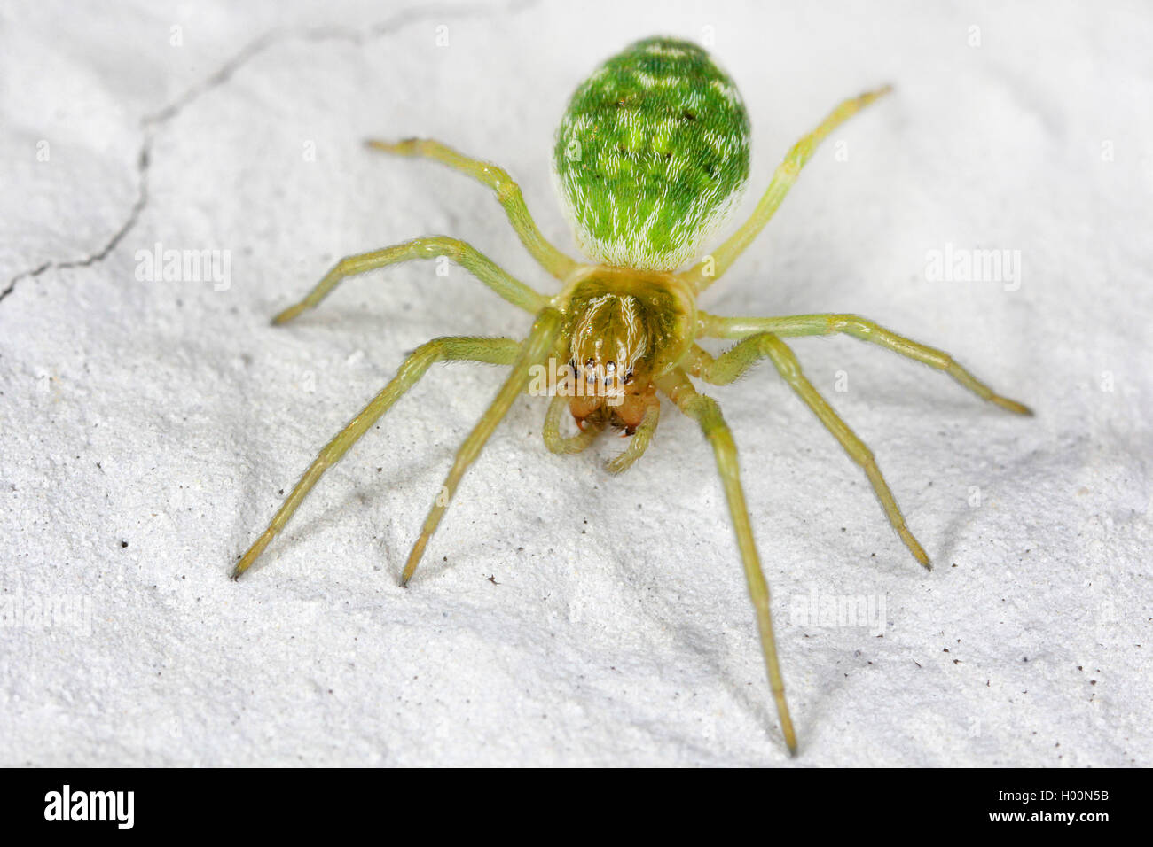 Kürbis Kürbis Spinne, Spinne (Araniella spec.), auf weißem Grund, Österreich Stockfoto