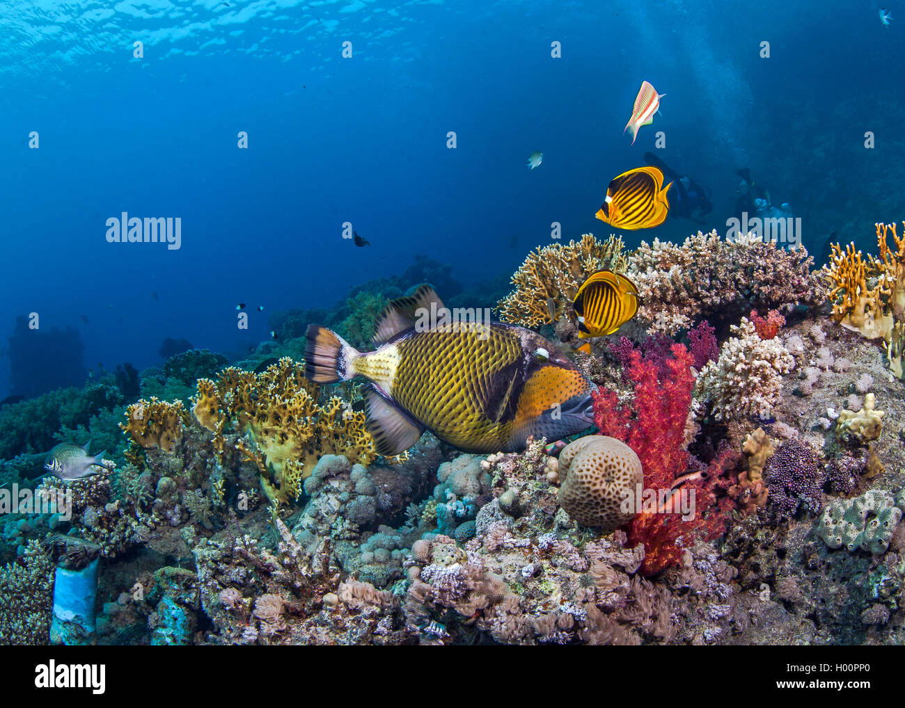 Seasacape von Titan-Drückerfisch Fütterung auf Korallenriff mit Waschbär Butterflyfish oben flattern. Rotes Meer, Ägypten. Stockfoto