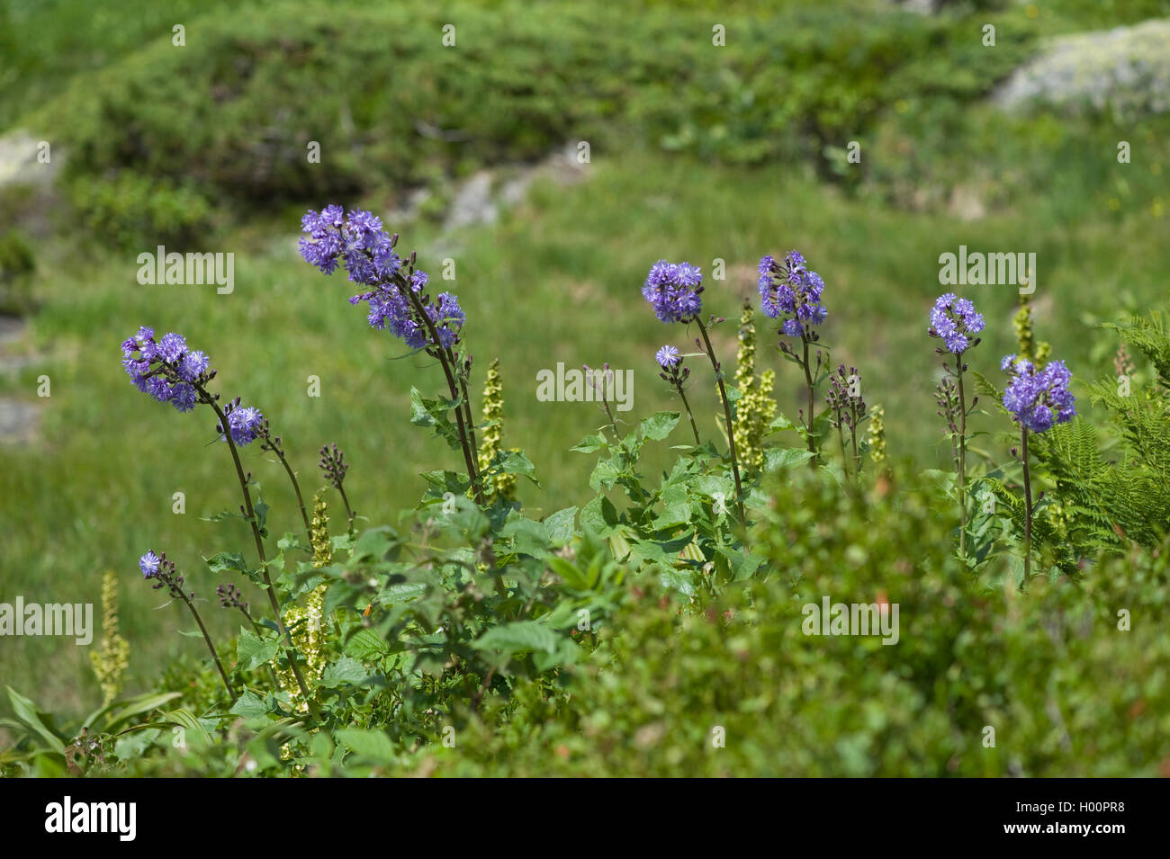 Berg Gänsedistel, Alpine Blue - Leistungsbeschreibung - Thistle (ausgenommen solche der Art Lactuca Cicerbita Alpina, Alpina, Mulgedium alpinum), blühende, Schweiz, Furkapass Stockfoto
