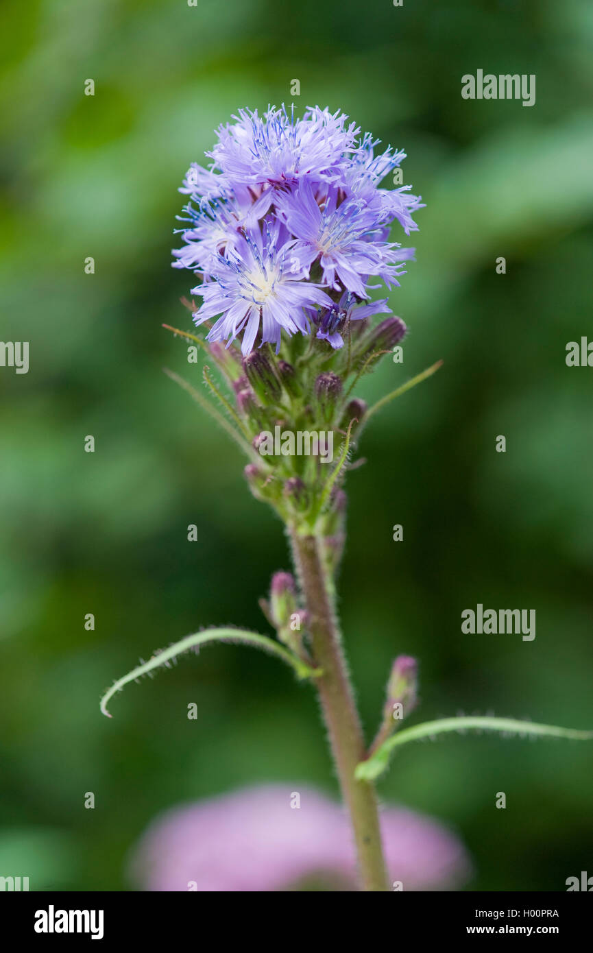 Berg Sow Thistle, Alpine blau-Sau-Distel (Cicerbita Alpina, Lactuca Alpina, Mulgedium Alpinum), Blütenstand, Schweiz Stockfoto