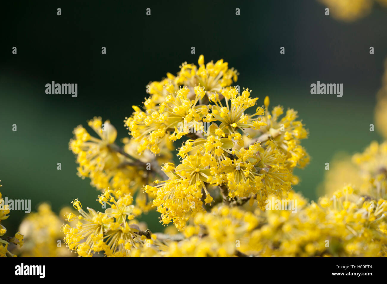 Japanische carneol Kirsche (Cornus officinalis), blühender Zweig Stockfoto