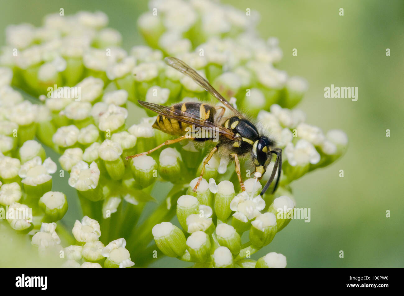Queller, Rock Queller, Fenchel, Sea-Fennel, Seafennel (Crithmum maritimum), blloming mit Wasp, Vespula germanica Stockfoto