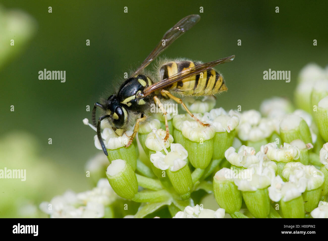 Queller, Rock Queller, Fenchel, Sea-Fennel, Seafennel (Crithmum maritimum), blloming mit Wasp, Vespula germanica Stockfoto