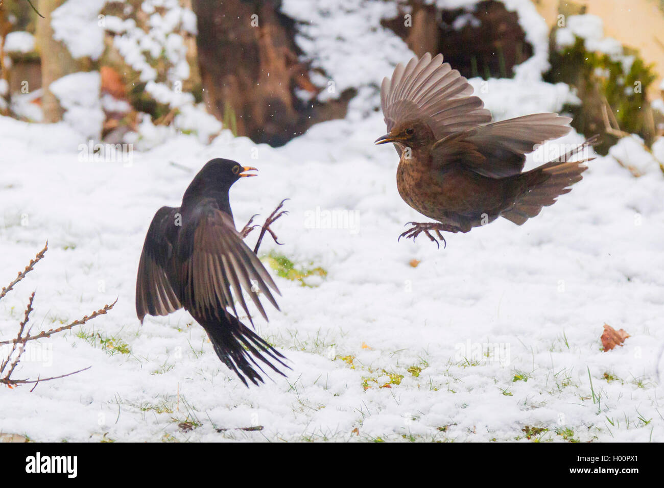 Amsel (Turdus merula), ein paar Kämpfen für Futtermittel, Deutschland, Bayern, Niederbayern, Oberbayern Stockfoto