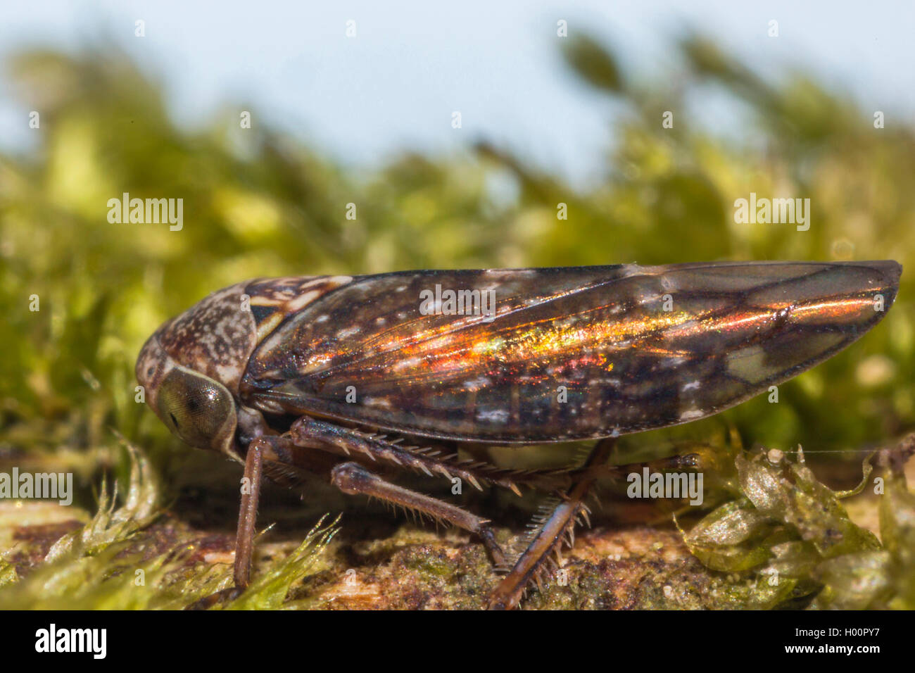 Hopper (Acericerus ribauti), auf dem Boden, Deutschland Stockfoto