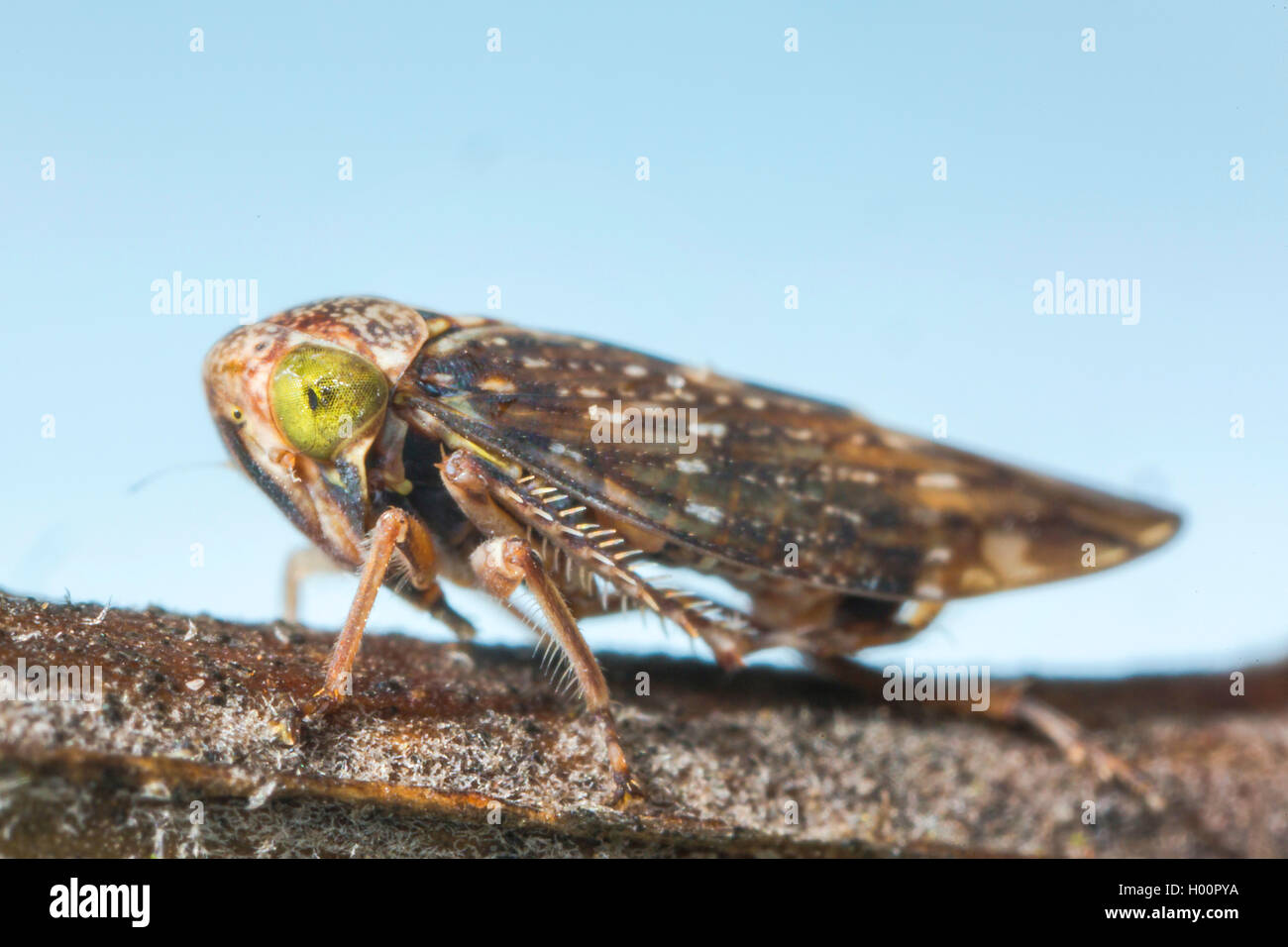 Ribauts Winkerzikade (Acericerus Ribauti), Auf Dem Boden, Deutschland | Trichter (Acericerus Ribauti), auf dem Boden, Deutschland | BL Stockfoto