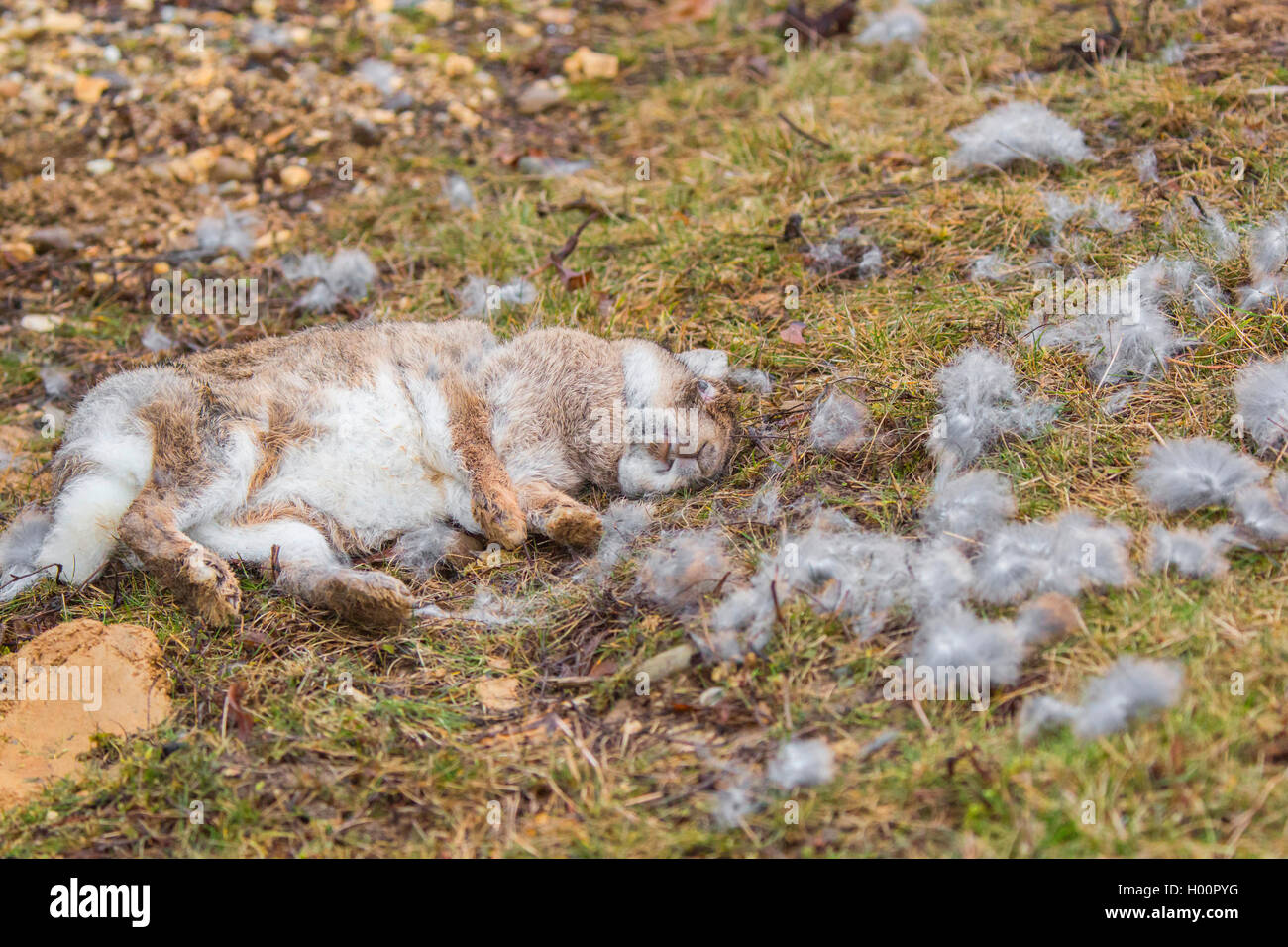 Europäische Kaninchen (Oryctolagus cuniculus), durch ein Raubvogel abgeholt, Deutschland Stockfoto