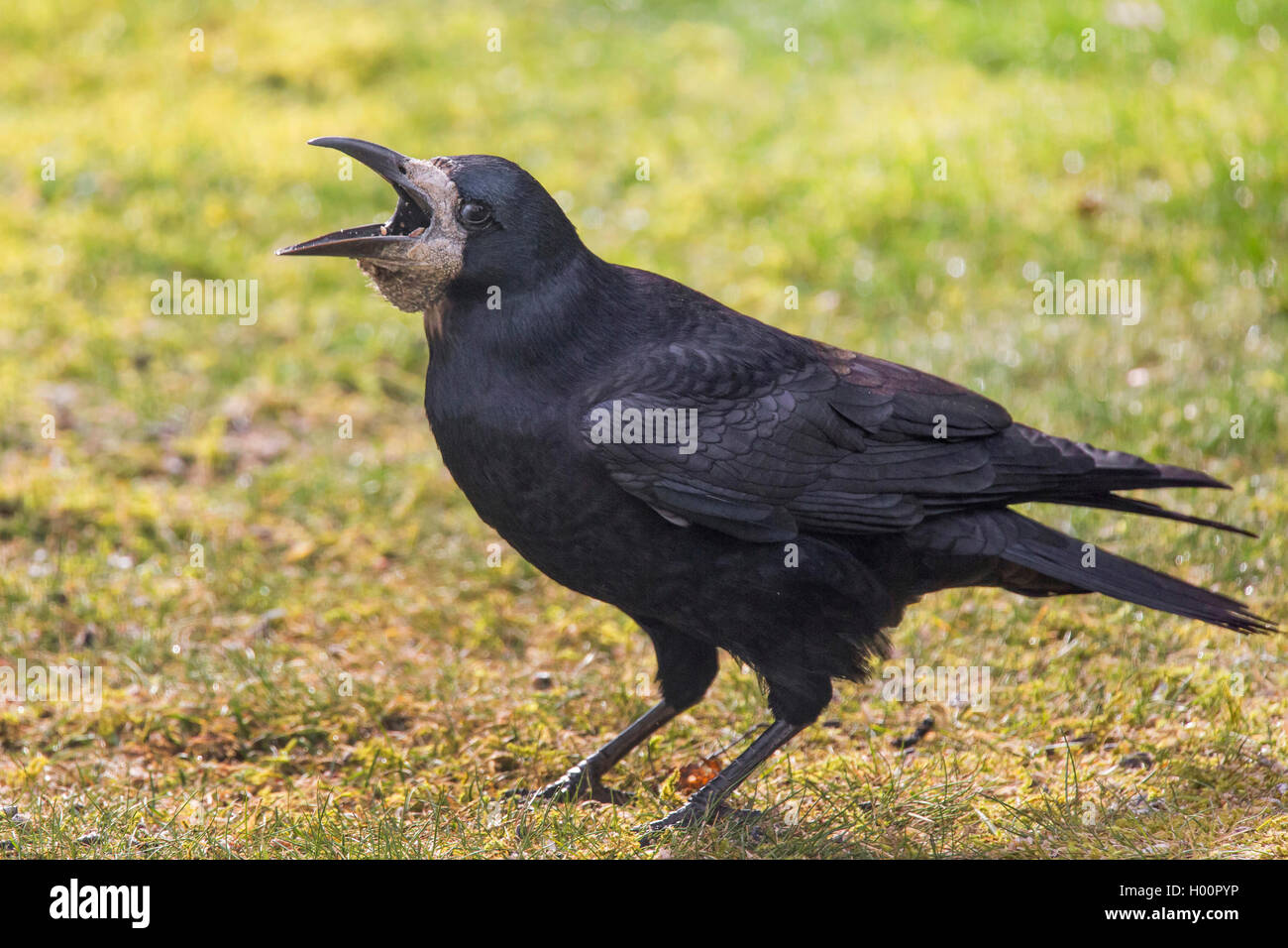 Saatkrähe (Corvus frugilegus), füllt seine Ernte, Deutschland Stockfoto