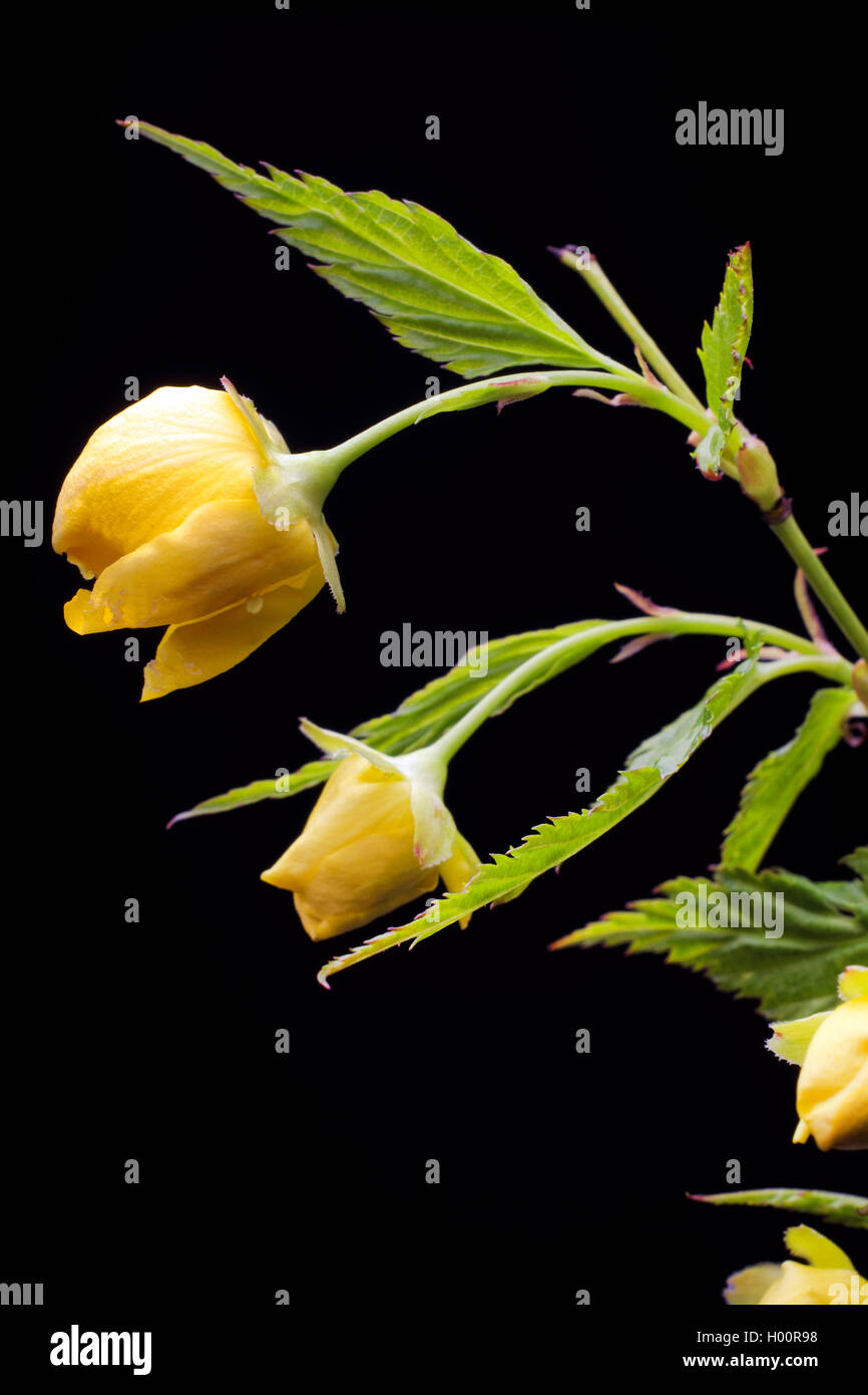 Japanische Rose, der Juden, Juden Malve Malve (Kerria japonica), Knospen auf schwarzem Hintergrund Stockfoto