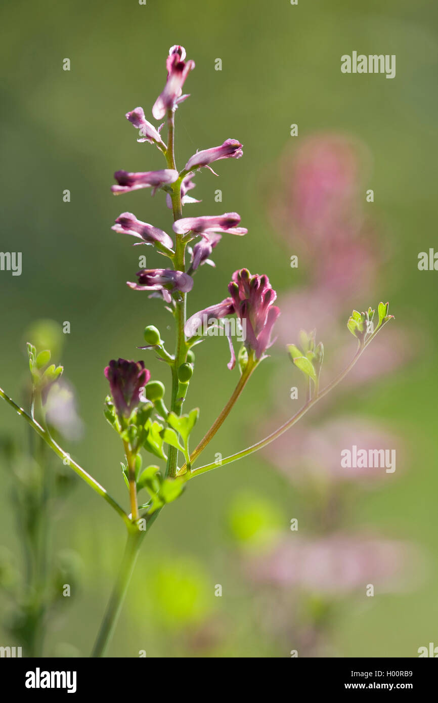 Gemeinsame fumitory, Droge fumitory (Fumaria officinalis), Blütenstand, Deutschland Stockfoto
