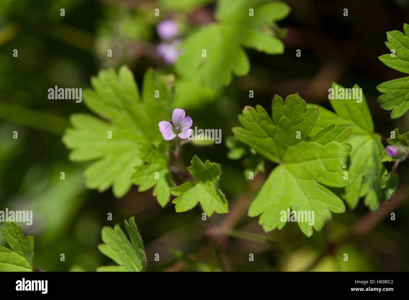 Runde-leaved Storchschnabel (Geranium Rotundifolium), blühen, Deutschland Stockfoto