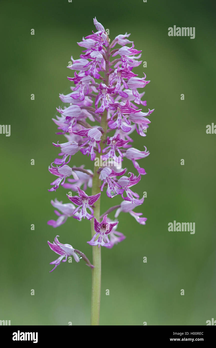 militärische Orchidee (Orchis Militaris), Blütenstand, Deutschland Stockfoto