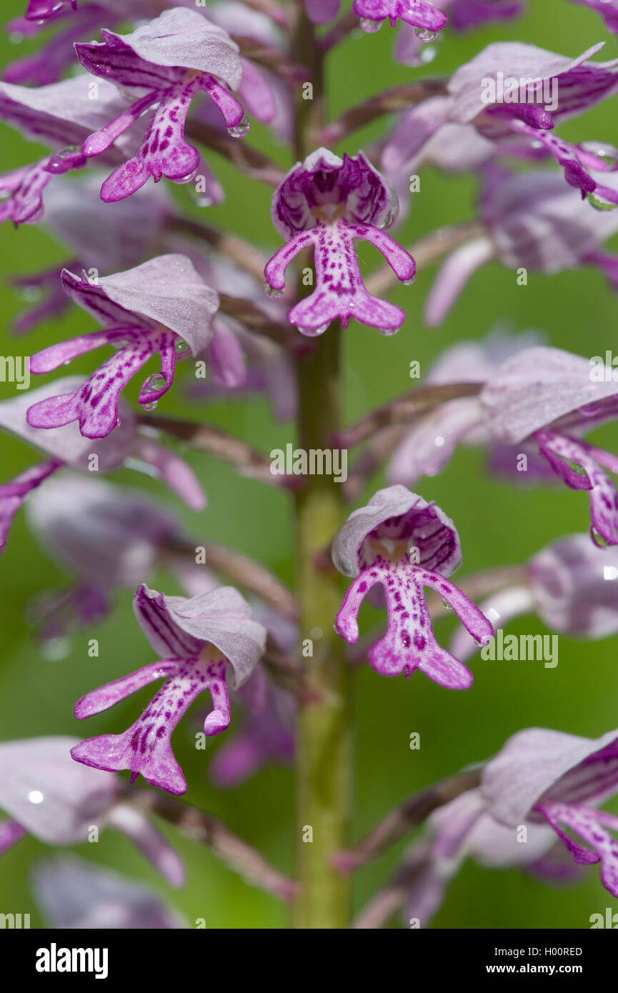 militärische Orchidee (Orchis Militaris), Blumen, Deutschland Stockfoto