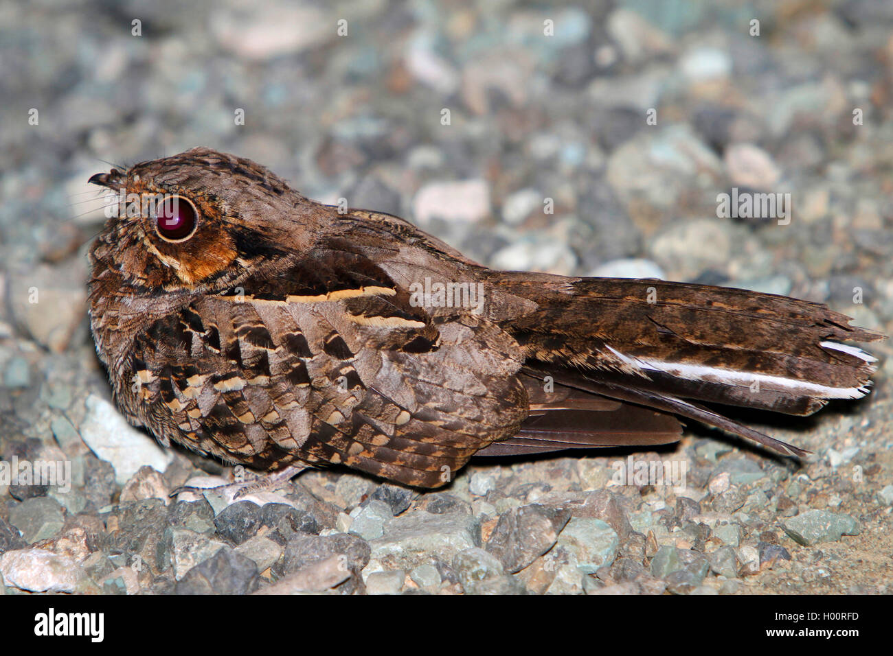 Gemeinsame pauraque (Nyctidromus albicollis), sitzt auf steinigem Boden, Costa Rica Stockfoto