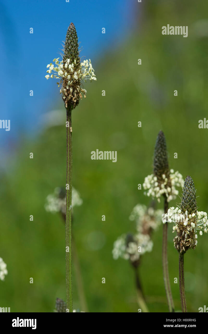 Buckhorn Wegerich, englische Wegerich, Spitzwegerich Spitzwegerich, Rippe Rasen, Welligkeit Grass (Plantago Lanceolata), blühen, Deutschland Stockfoto