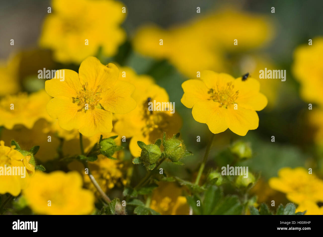 Goldenes Fingerkraut (Potentilla Aurea), blühen, Deutschland Stockfoto