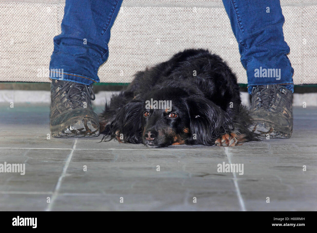 Gemischte Rasse Hund (Canis lupus f. familiaris), Dackel - gemischte Rasse Hund liegend auf dem Boden zwischen den Füßen seiner Herrin, Deutschland Stockfoto