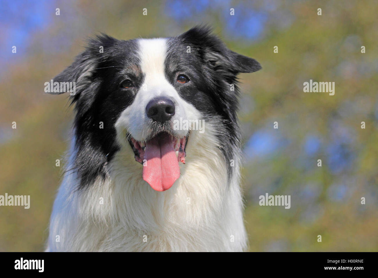 Australian Shepherd (Canis Lupus F. Familiaris), Ruede Mit Heraushaengender Zunge, Portraet, Deutschland | Australian Shepherd) Stockfoto