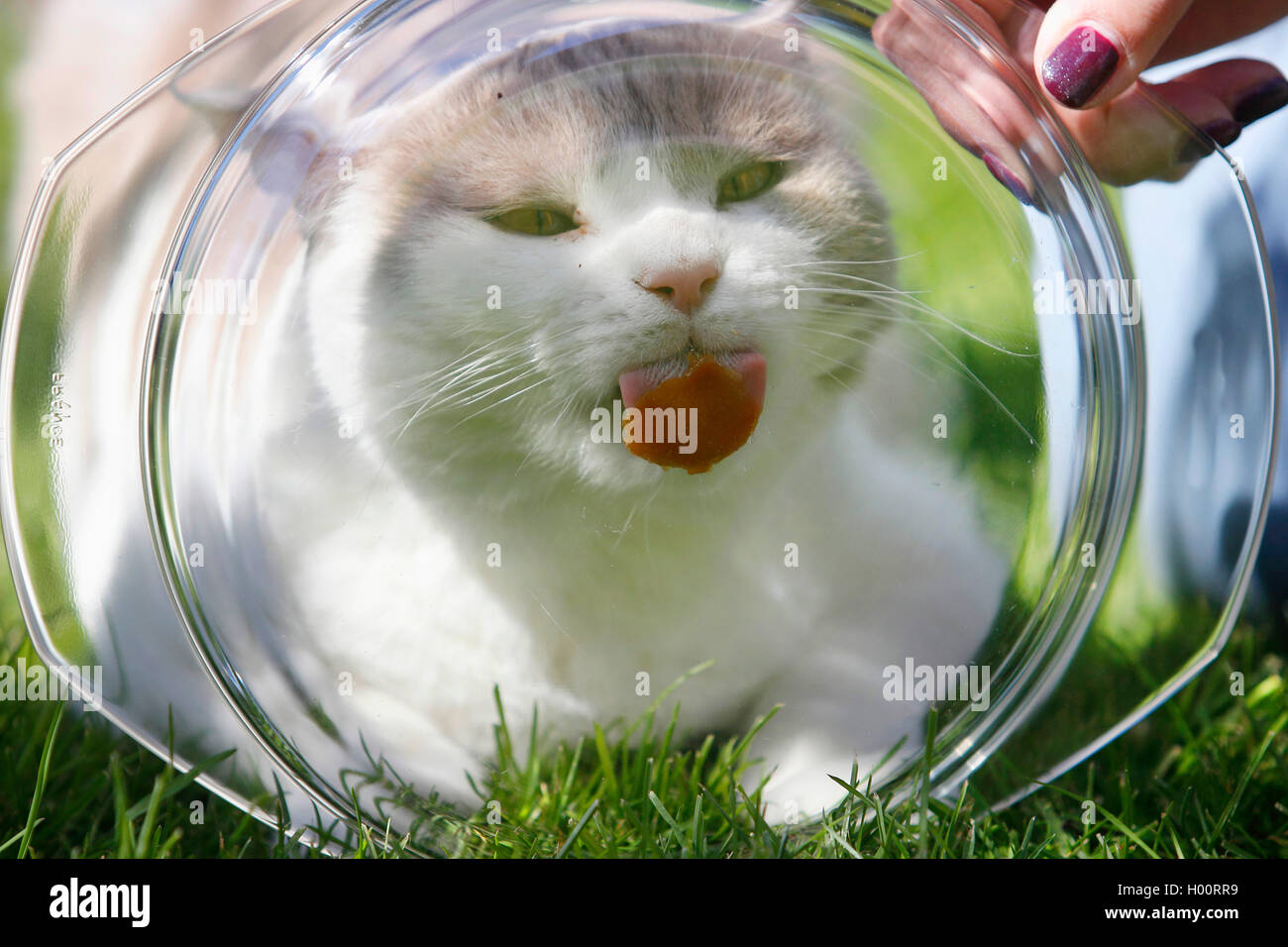 Britisch Kurzhaar (Felis silvestris f. catus), sieben Jahre alten Kater in Fawn weiß lecken Vitamin paste aus einer Glasschale, Porträt Stockfoto