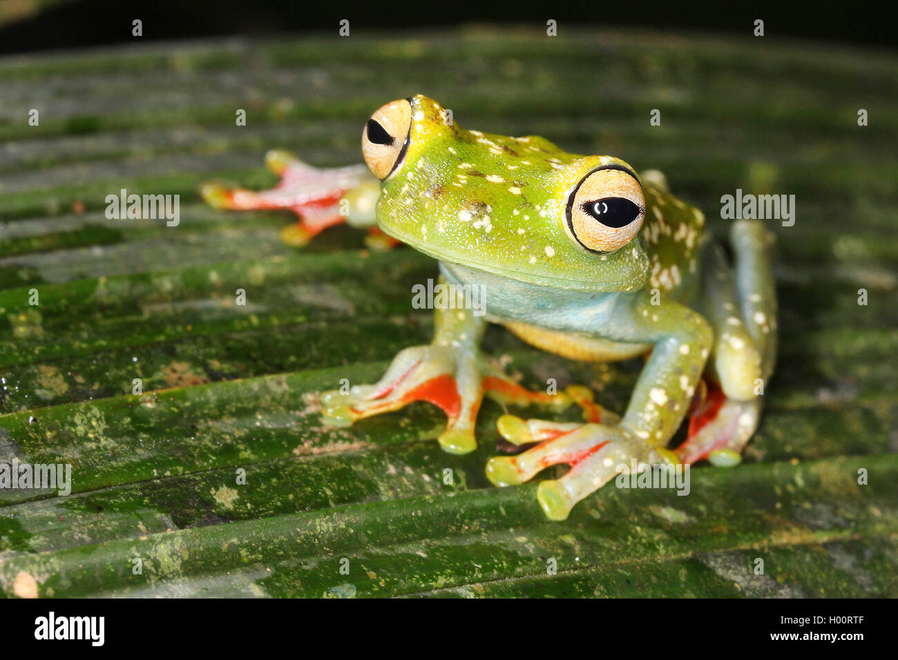 Rot-webbed Treefrog, Canal Zone, Hypsiboas rufitelus Treefrog (Hyla rufitelus, Boana rufitela, Hyla Pedunculata), sitzt auf einem Blatt, Costa Rica Stockfoto