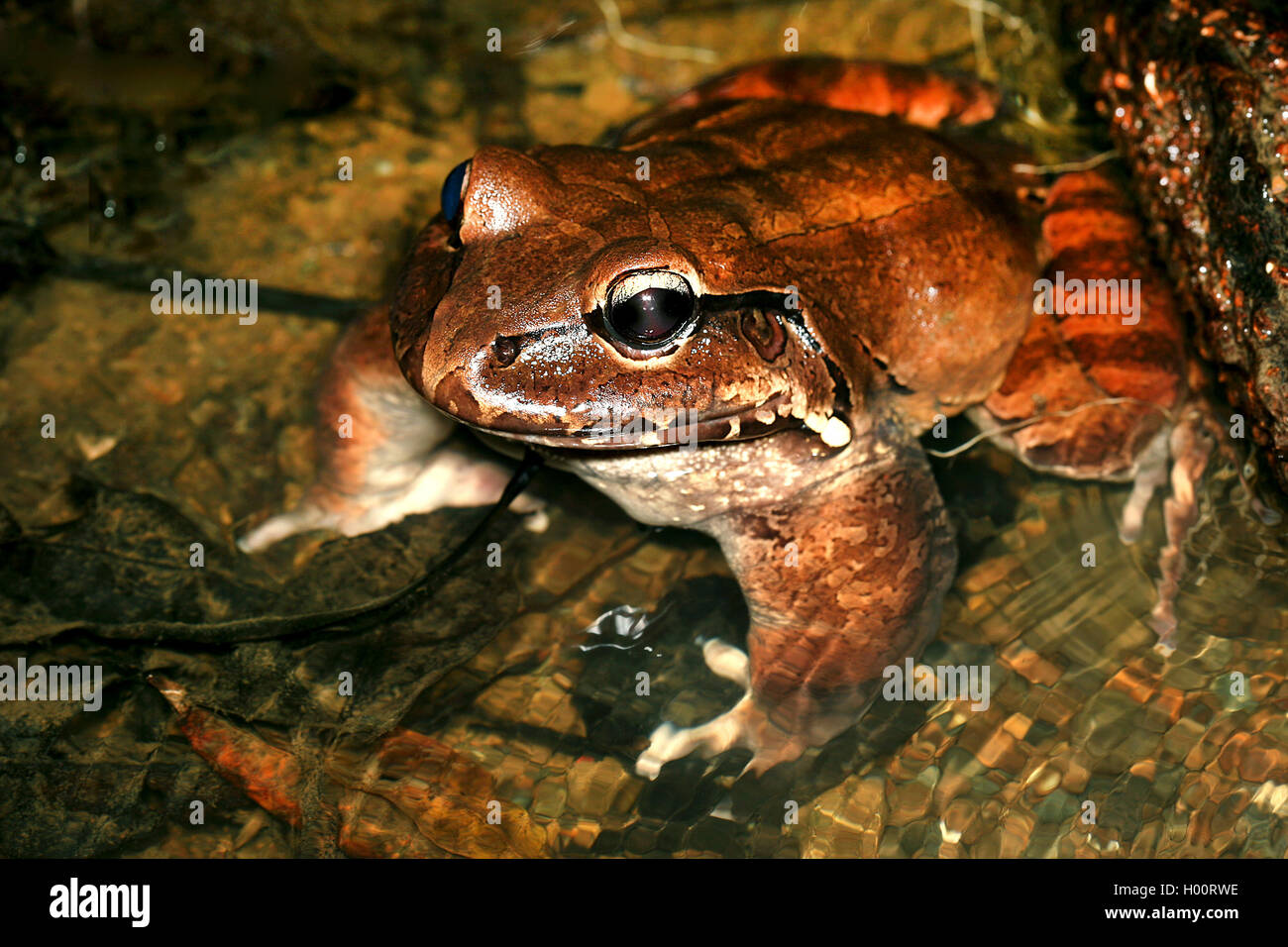 Savage der Ochsenfrosch (Leptodactylus savagei), im flachen Wasser, Costa Rica Stockfoto