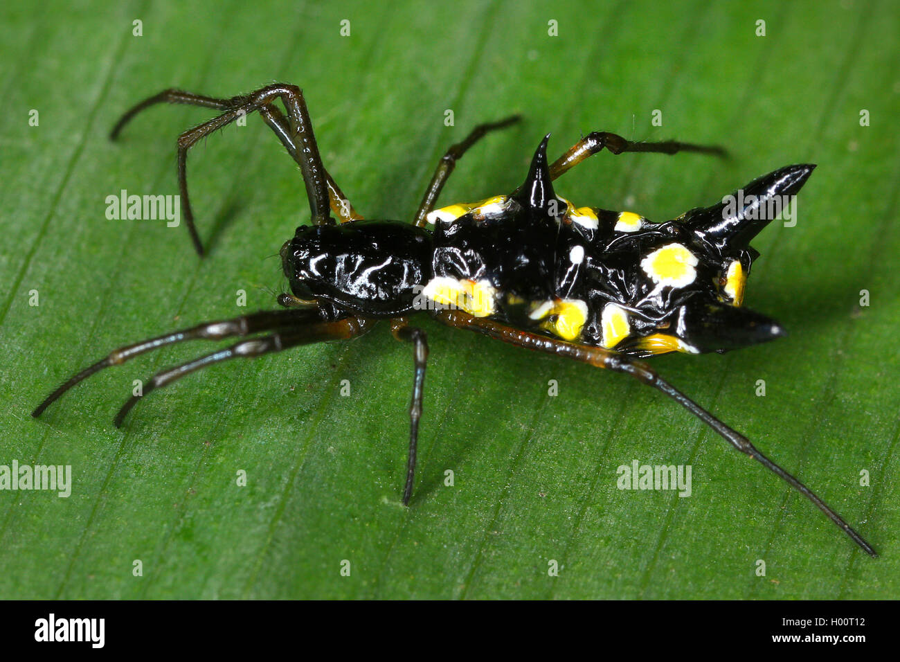 Orb-weben Spinne (Micrathena spec.), sitzt auf einem Blatt, Costa Rica Stockfoto