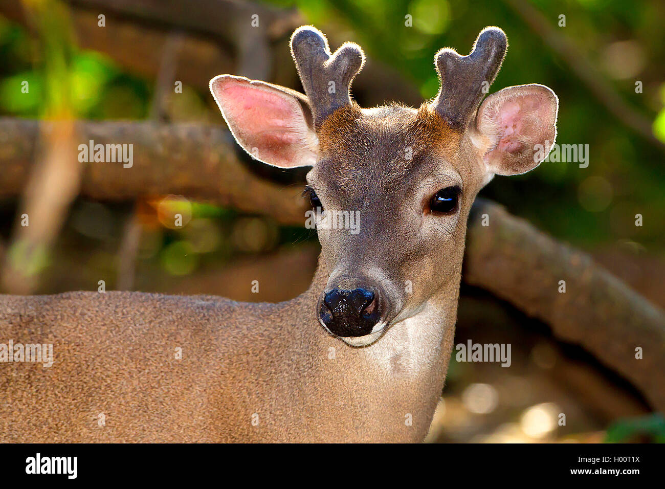 Weißwedelhirsche (Odocoileus virginianus), männlich, Costa Rica Stockfoto