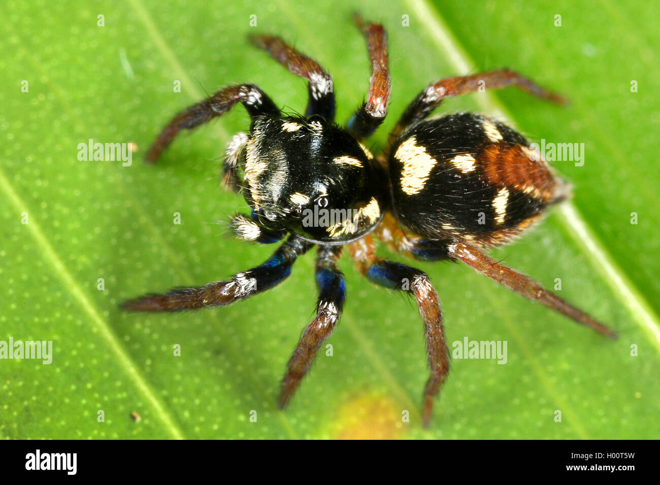 Springen Spinnen (Der), sitzt auf einem Blatt, Costa Rica Stockfoto