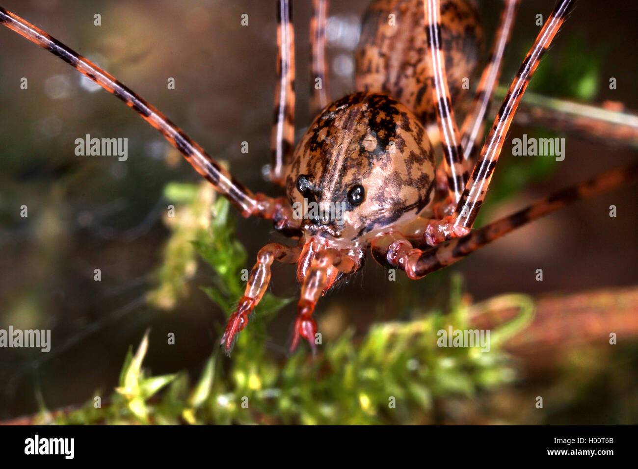 Spitting spider (Scytodes spec.), Porträt, Costa Rica Stockfotografie